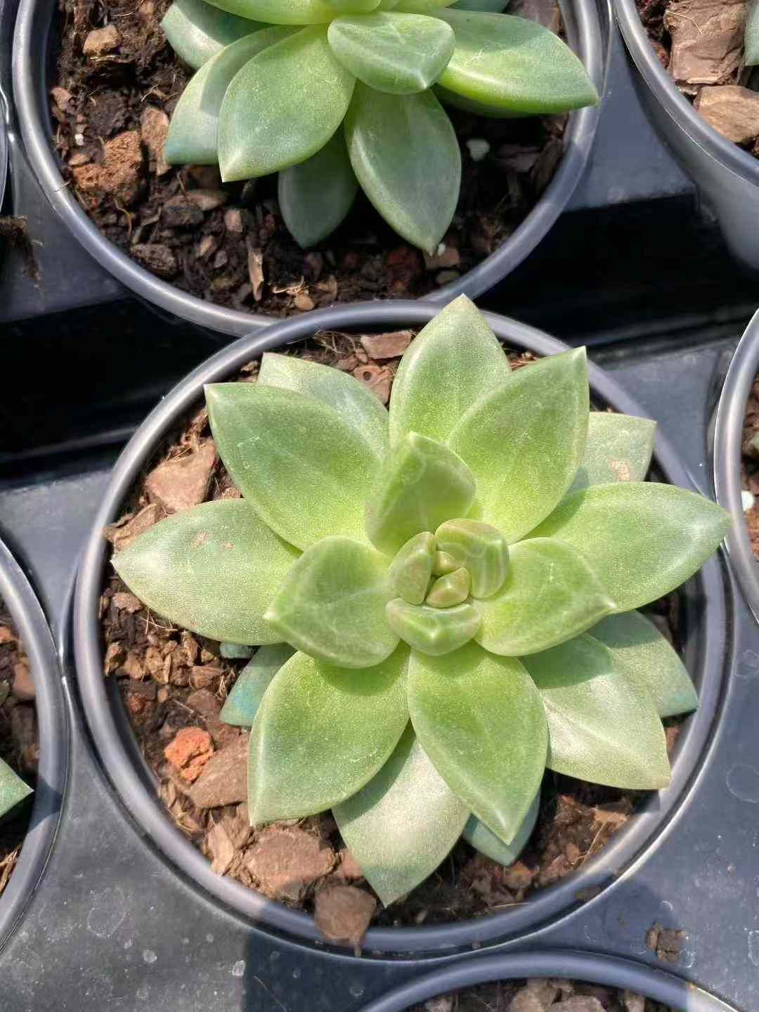 12株×フォグバブル 多肉植物 エケベリア セダム アエオニウム グラプトペタルム 韓国苗 寄せ植え MY591