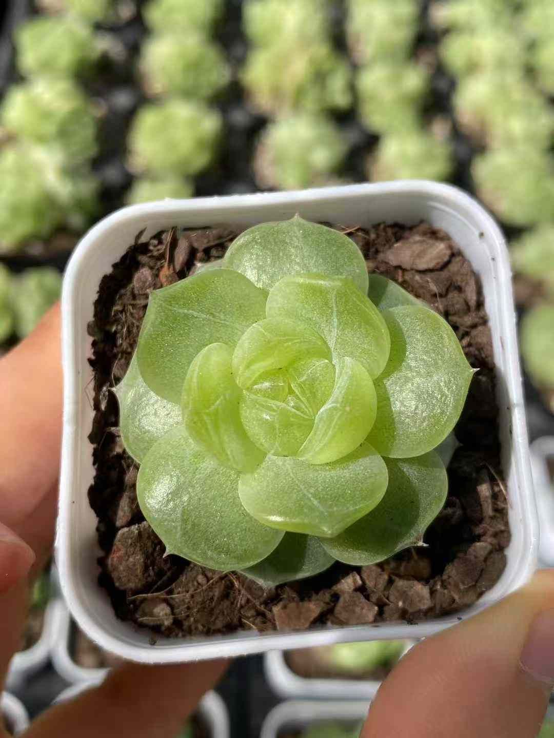 24株×ジェニー 多肉植物 エケベリア セダム アエオニウム グラプトペタルム 韓国苗 寄せ植え MY595