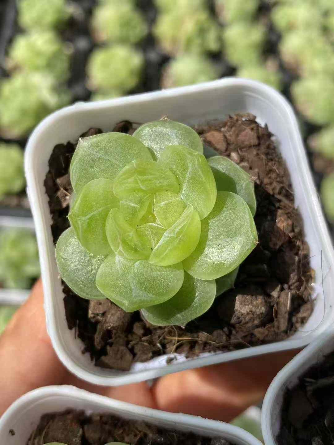 24株×ジェニー 多肉植物 エケベリア セダム アエオニウム グラプトペタルム 韓国苗 寄せ植え MY595