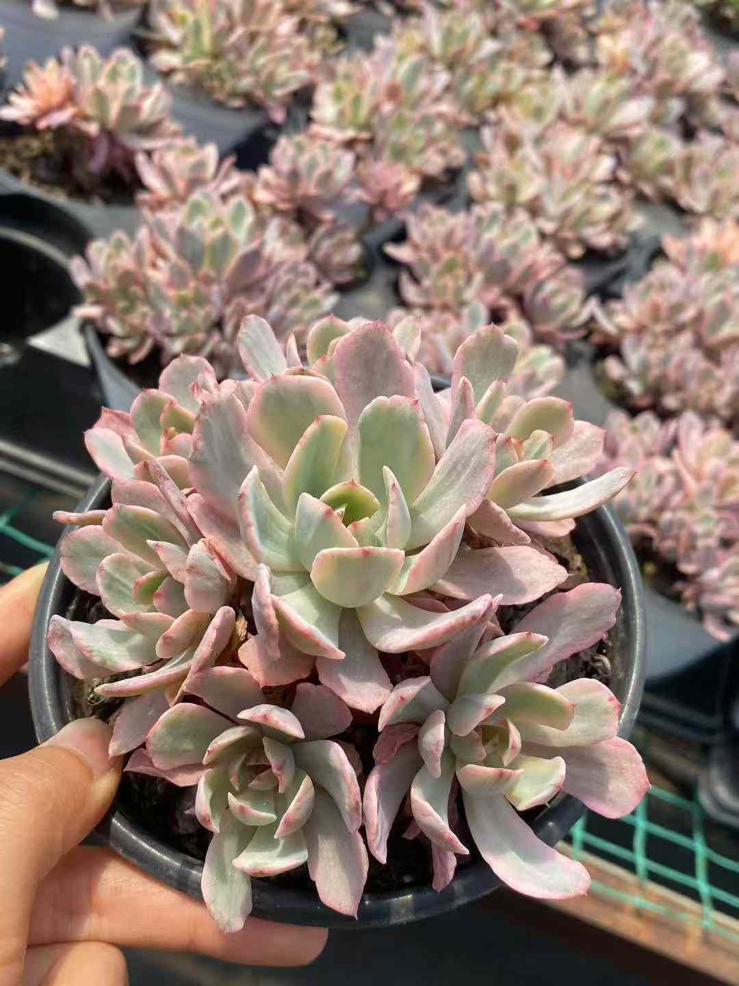 8株×ハナグルマニシキ 多肉植物 エケベリア セダム アエオニウム グラプトペタルム 韓国苗 寄せ植え MY604