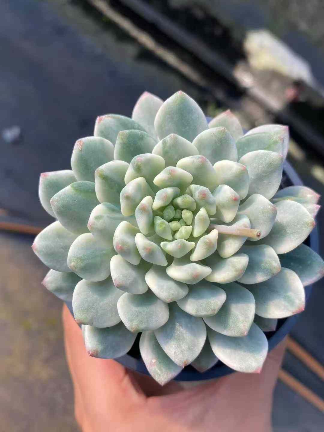 18株×ブルーアップルニシキ 多肉植物 エケベリア セダム アエオニウム グラプトペタルム 韓国苗 寄せ植え MY 606