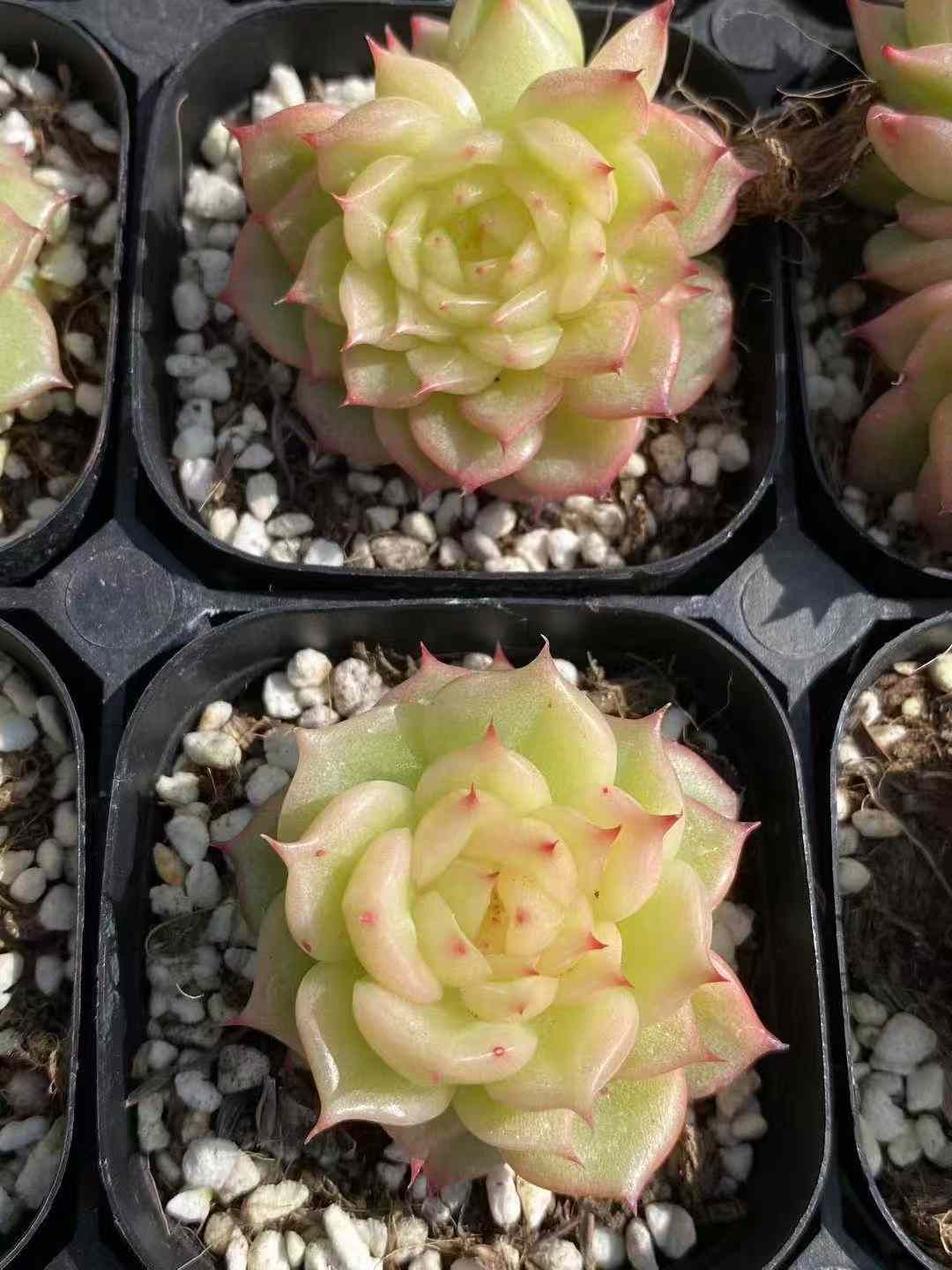  24株×ギョクレイロウ 多肉植物 エケベリア セダム アエオニウム グラプトペタルム 韓国苗 寄せ植え MY 634 その他多肉植物 観葉植物