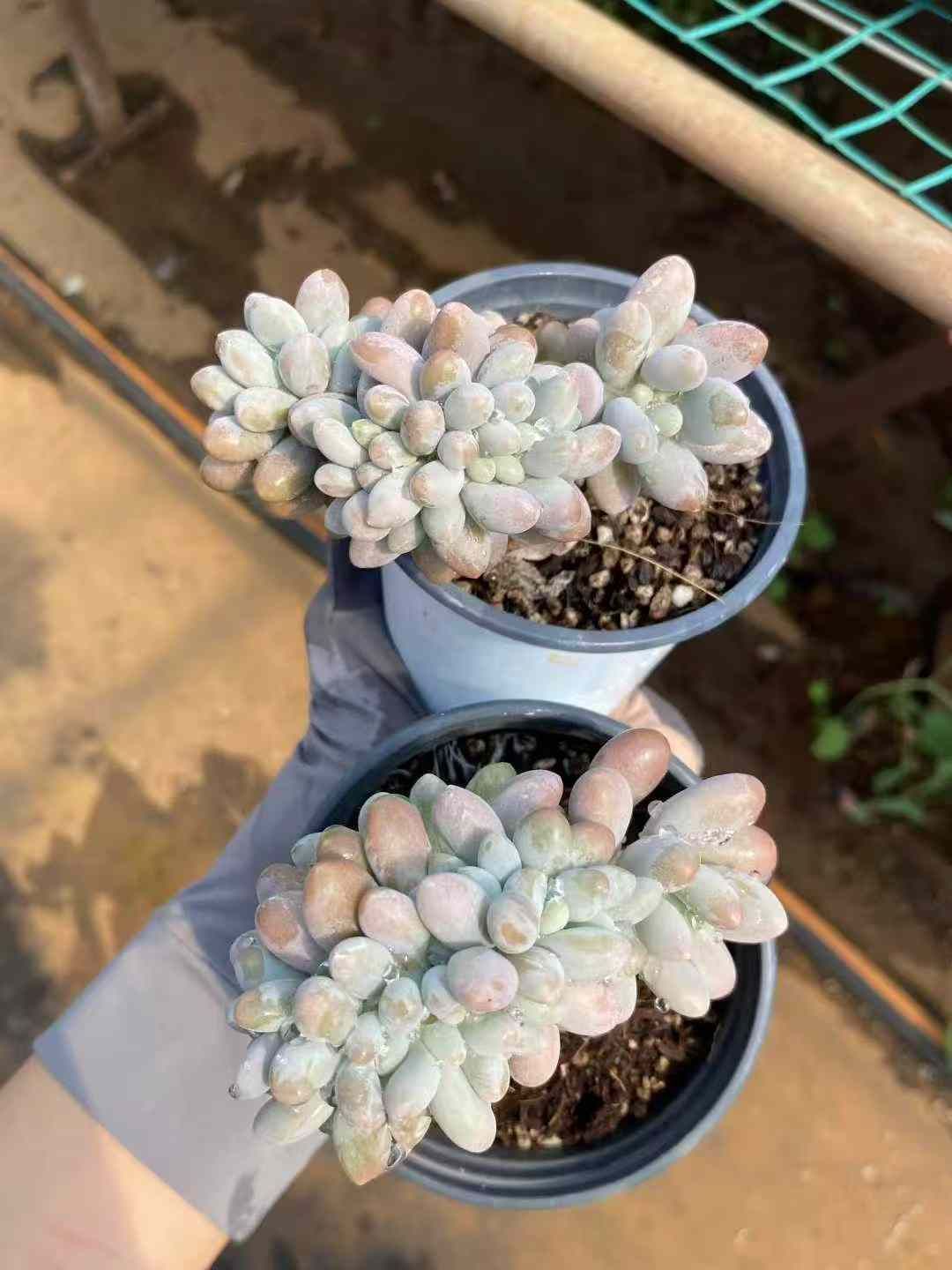 18株×ピンクラバーツイ 多肉植物 エケベリア セダム アエオニウム グラプトペタルム 韓国苗 寄せ植え MY643