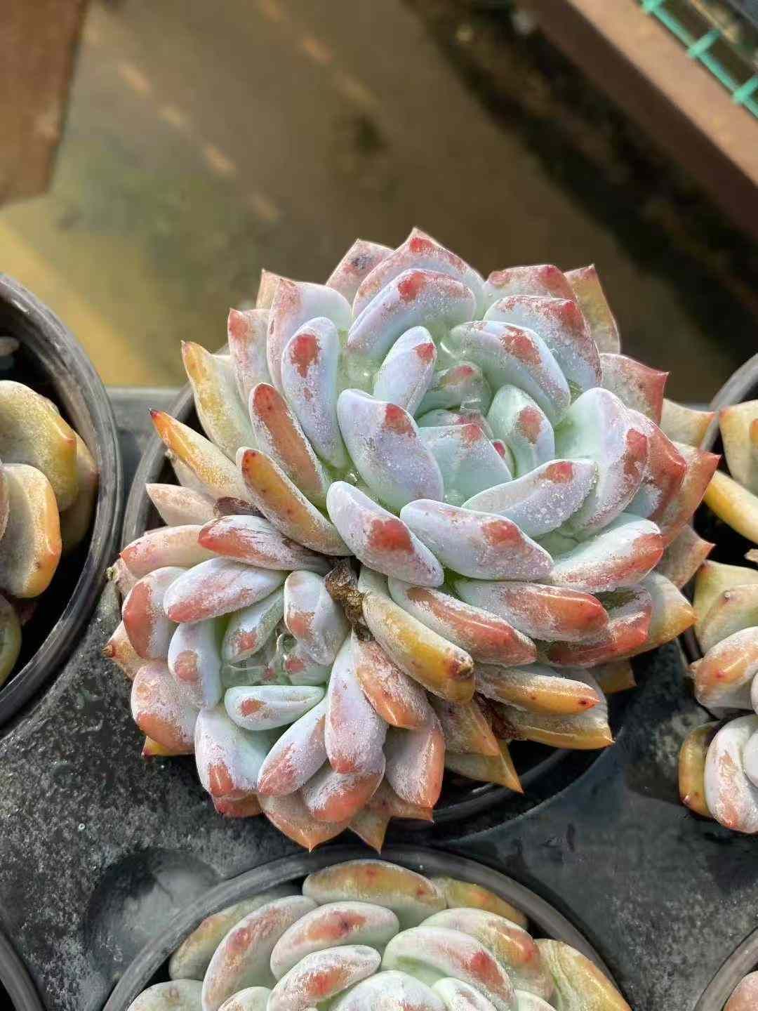 エケベリア・セダム mamirin 18株×マリリン 多肉植物 エケベリア セダム アエオニウム