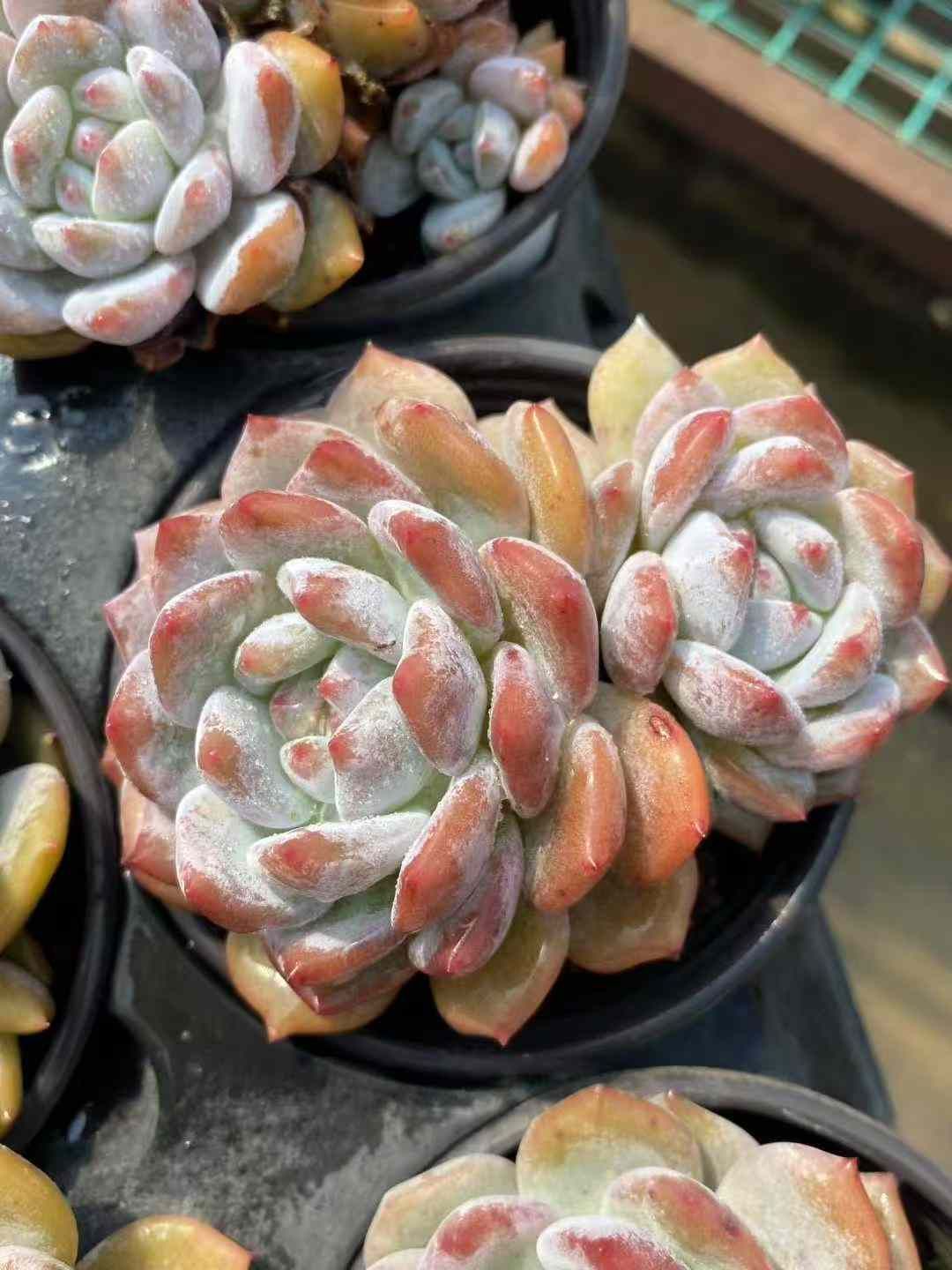 エケベリア・セダム mamirin 18株×マリリン 多肉植物 エケベリア セダム アエオニウム