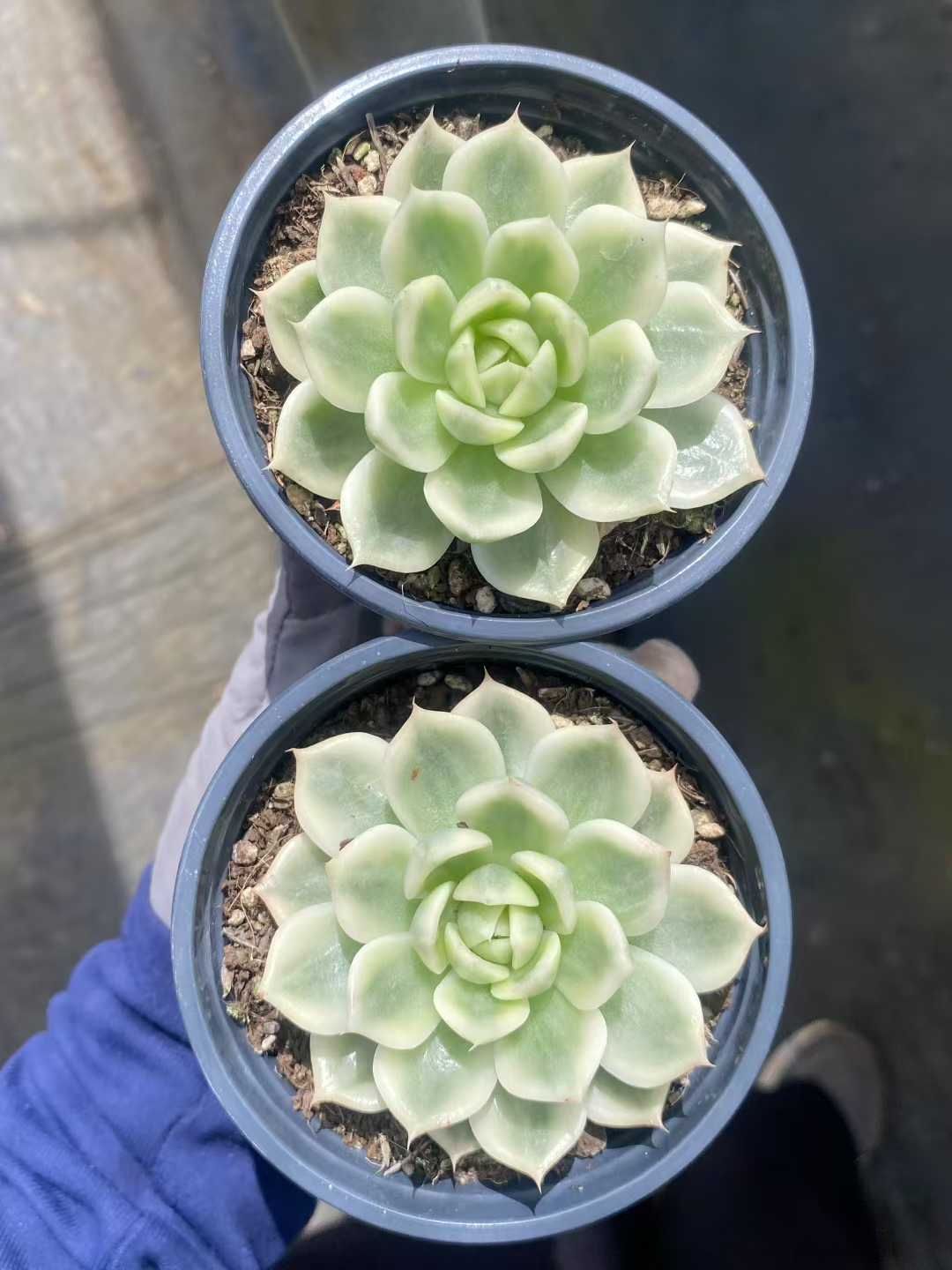 韓国苗入　エケベリア多肉植物セット 約27個＋セダム 多肉植物 多肉植物セットセット 寄せ植えセット エケベリア 韓国苗