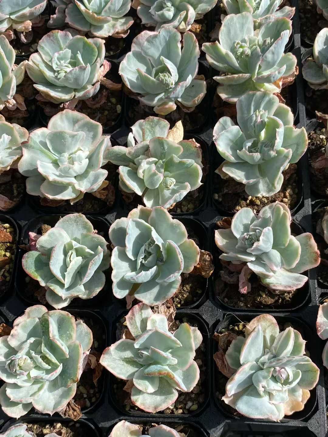 50株×ヒウンキン 多肉植物 エケベリア セダム アエオニウム グラプトペタルム 韓国苗 寄せ植え MY467