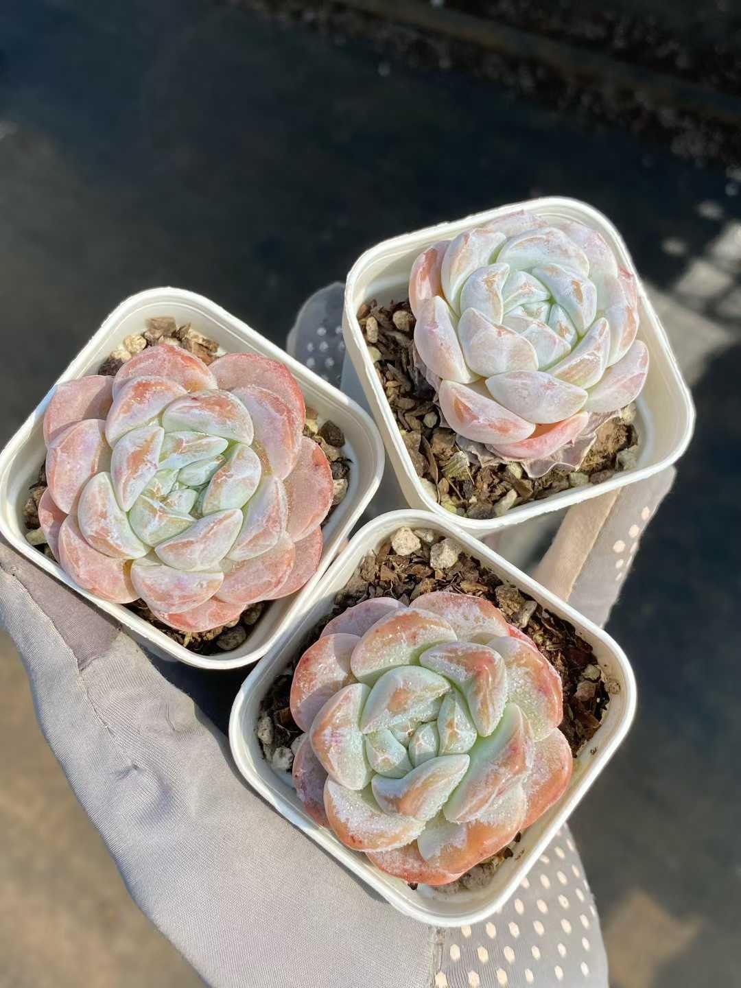 グラプトペタルム 韓国苗