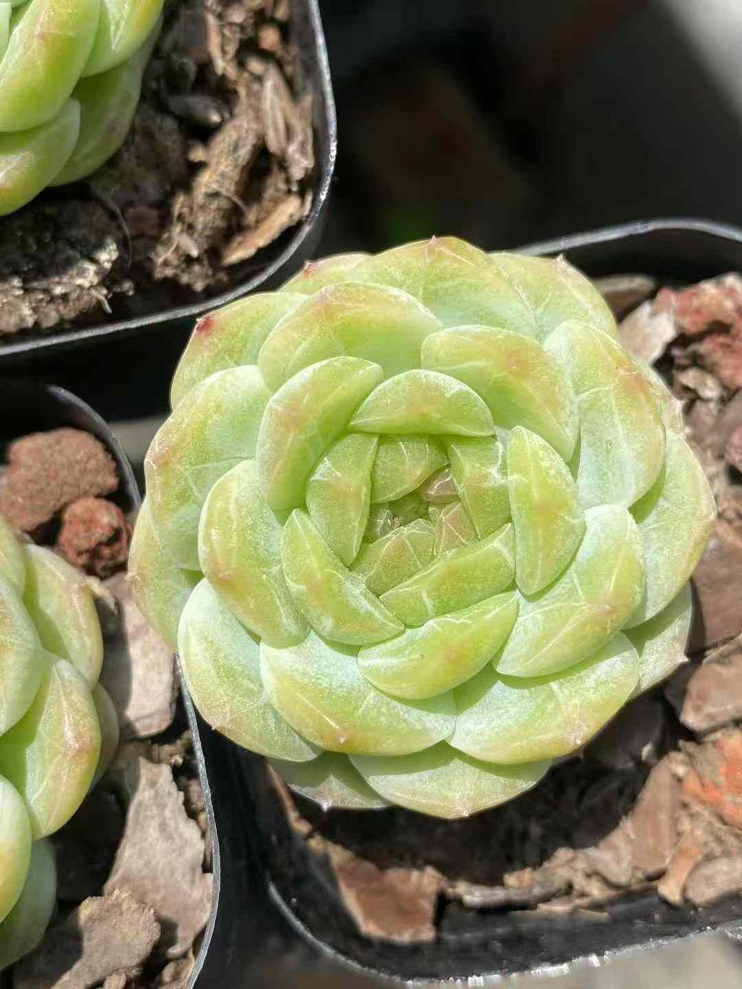 50株×ヨウチ 多肉植物 エケベリア セダム アエオニウム グラプトペタルム 韓国苗 寄せ植え MY580