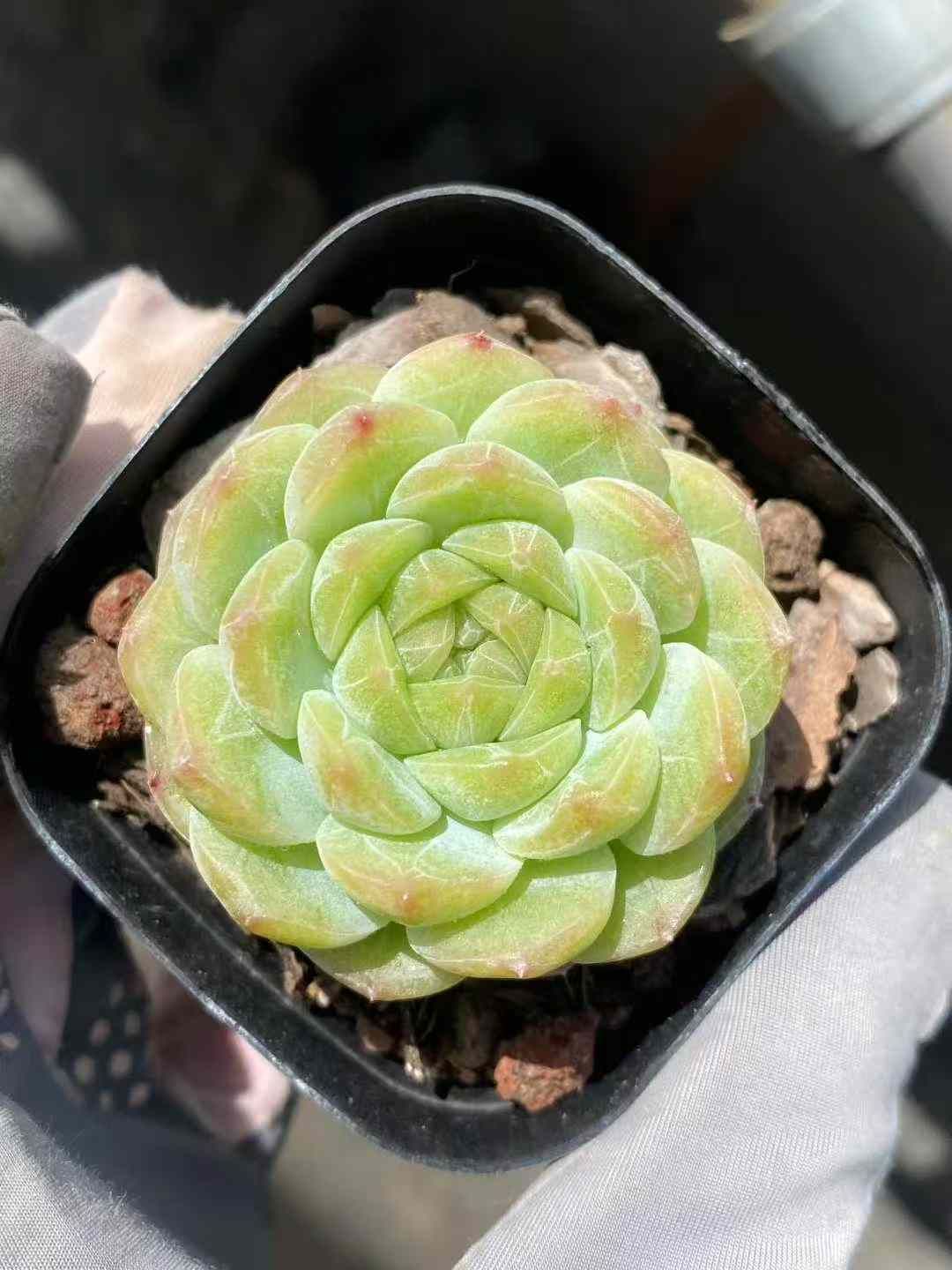 50株×ヨウチ 多肉植物 エケベリア セダム アエオニウム グラプトペタルム 韓国苗 寄せ植え MY580