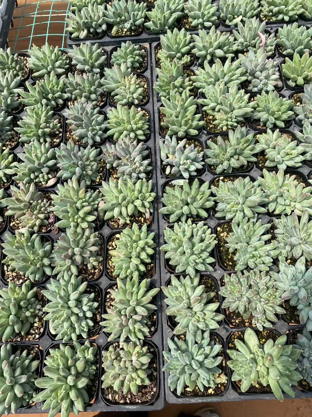 グラプトペタルム 韓国苗