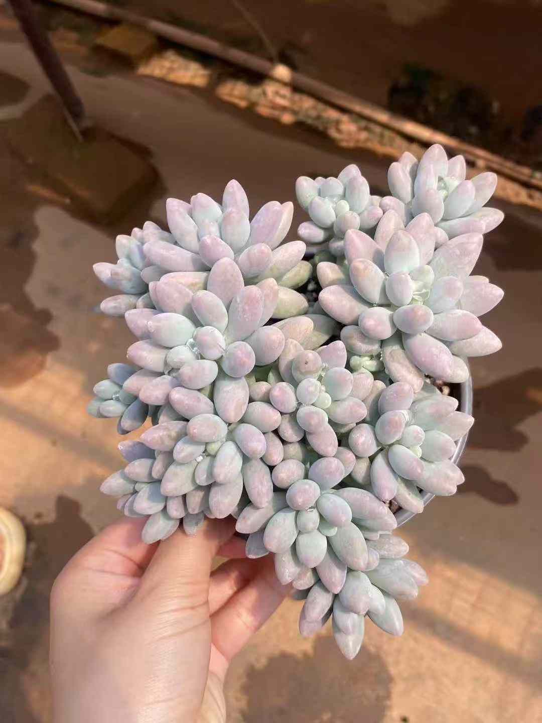 12株×ピンクラバー 多肉植物 エケベリア セダム アエオニウム グラプトペタルム 韓国苗 寄せ植え MY650