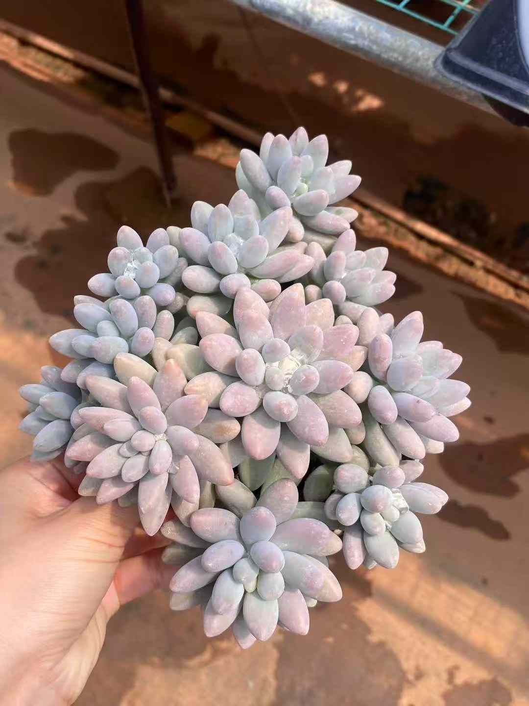 12株×ピンクラバー 多肉植物 エケベリア セダム アエオニウム グラプトペタルム 韓国苗 寄せ植え MY650