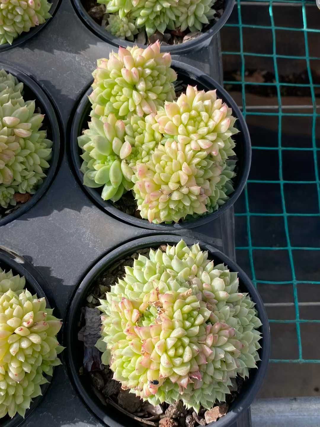 観葉植物 12株×エメラルド 多肉植物 エケベリア セダム アエオニウム