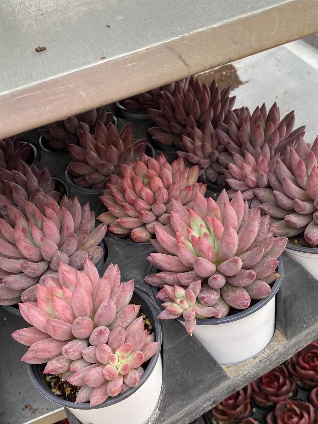 18株×キンギョヒメ 多肉植物 エケベリア セダム アエオニウム グラプトペタルム 韓国苗 寄せ植え MY501 WWW_GEBZETESISAT_COM_TR