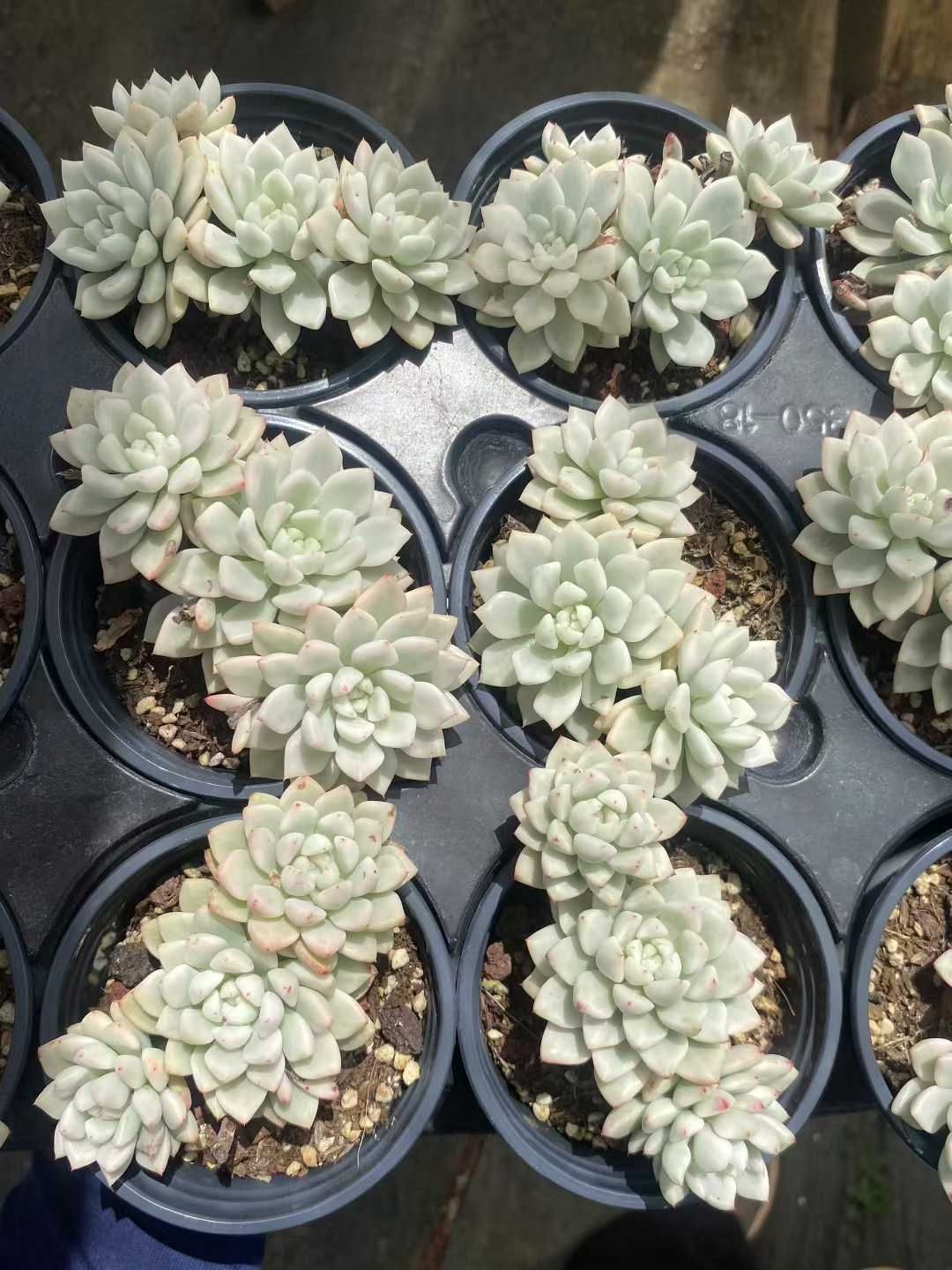 15株×ヒョウセツビジンニシキ 多肉植物 エケベリア セダム