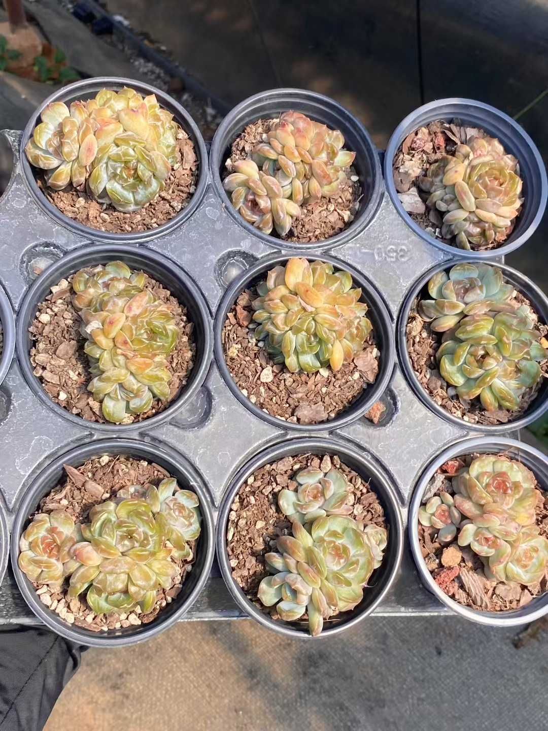 18株×レッドラバー 多肉植物 エケベリア セダム アエオニウム グラプトペタルム 韓国苗 寄せ植え MY415