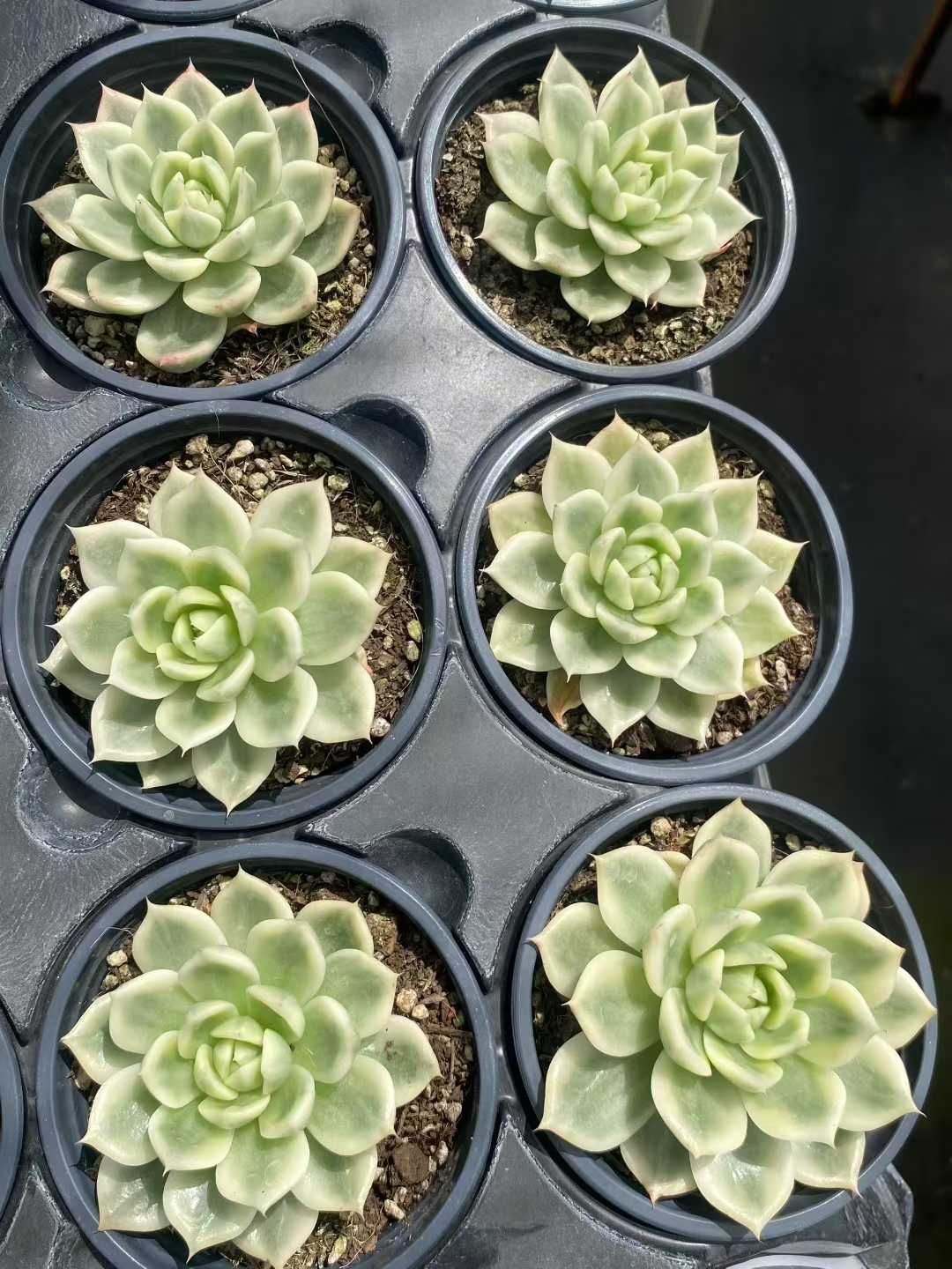 18株×コチョウヒニシキ 多肉植物 エケベリア セダム アエオニウム 18株×コチョウヒニシキ 多肉植物 エケベリア セダム アエオニウム