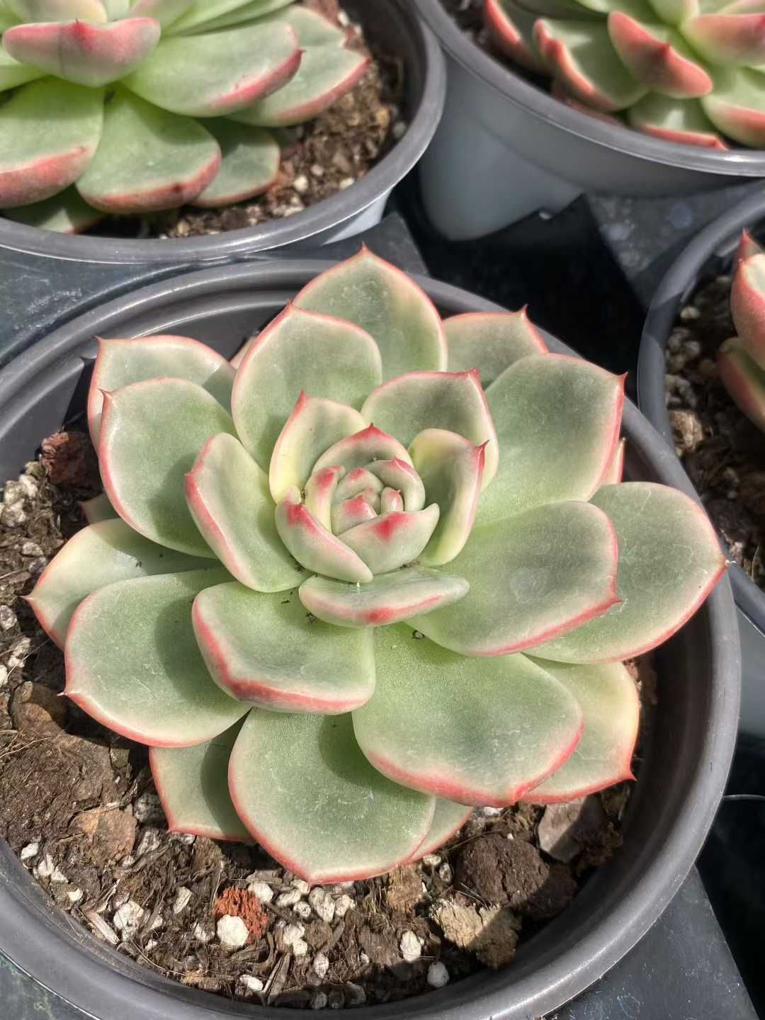 18株×イランニシキ 多肉植物 エケベリア セダム アエオニウム グラプトペタルム 韓国苗 寄せ植え MY520