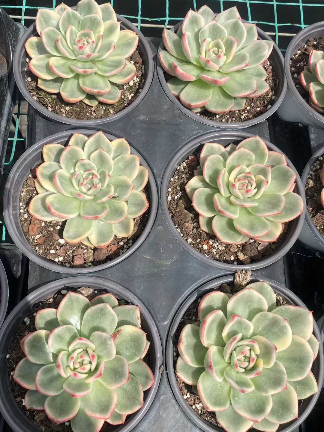 18株×イランニシキ 多肉植物 エケベリア セダム アエオニウム グラプトペタルム 韓国苗 寄せ植え MY520