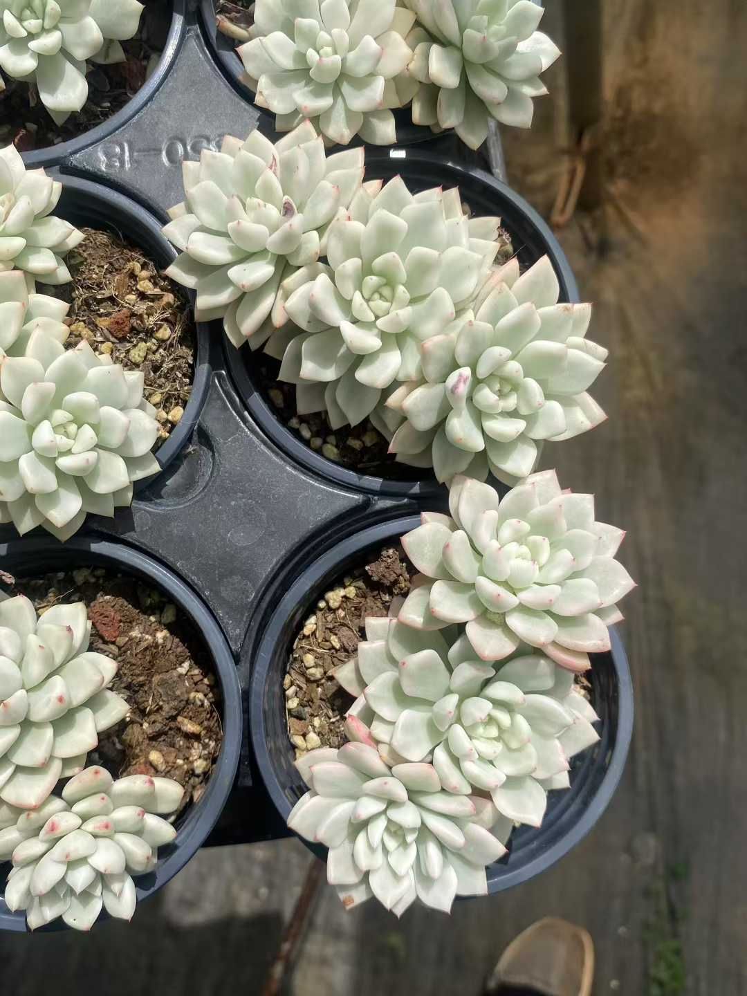 15株×ヒョウセツビジンニシキ 多肉植物 エケベリア セダム