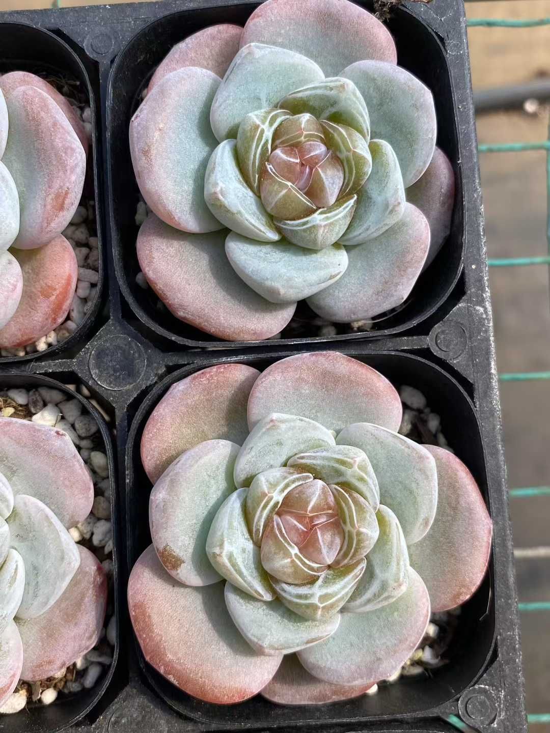 韓国苗 寄せ植え