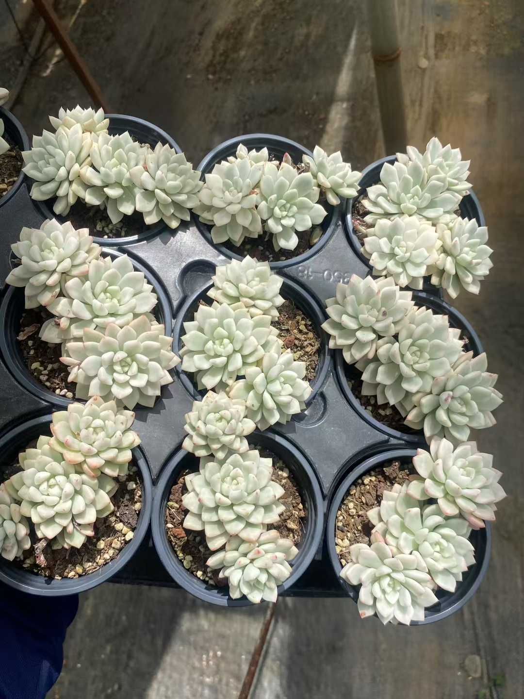 15株×ヒョウセツビジンニシキ 多肉植物 エケベリア セダム