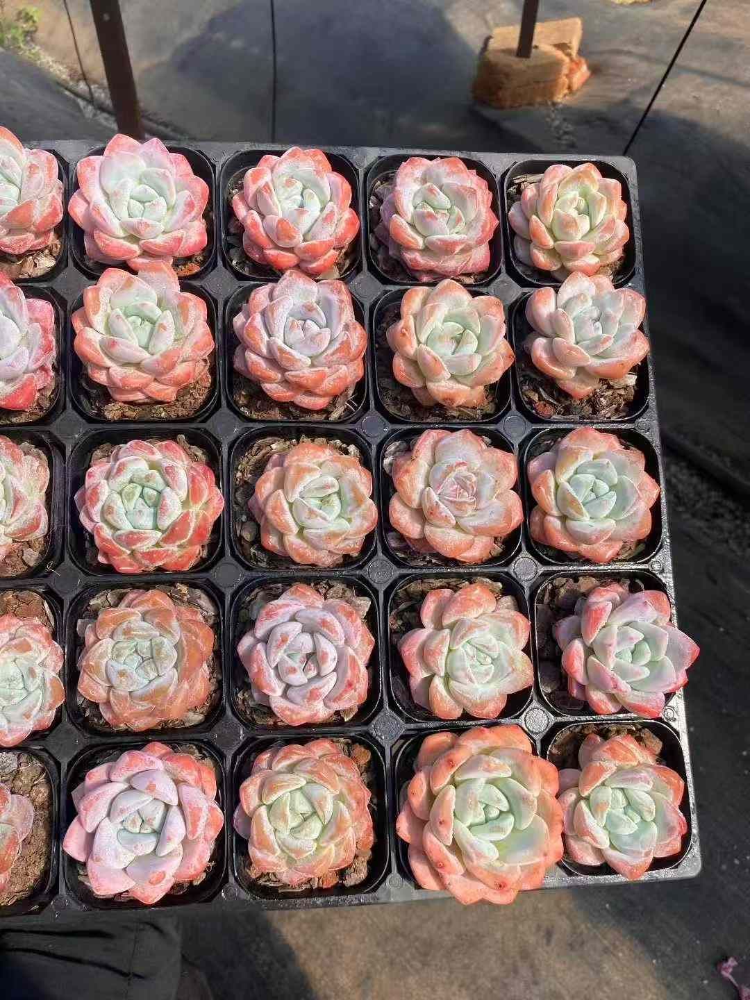 50株×ソウカ 多肉植物 エケベリア セダム アエオニウム グラプトペタルム 韓国苗 寄せ植え MY576