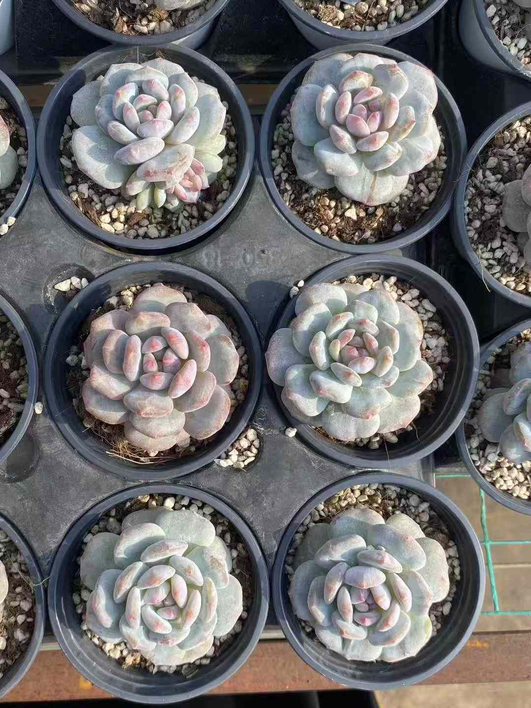 18株×ギョクフヨウセッカ 多肉植物 エケベリア セダム アエオニウム グラプトペタルム 韓国苗 寄せ植え MY 588