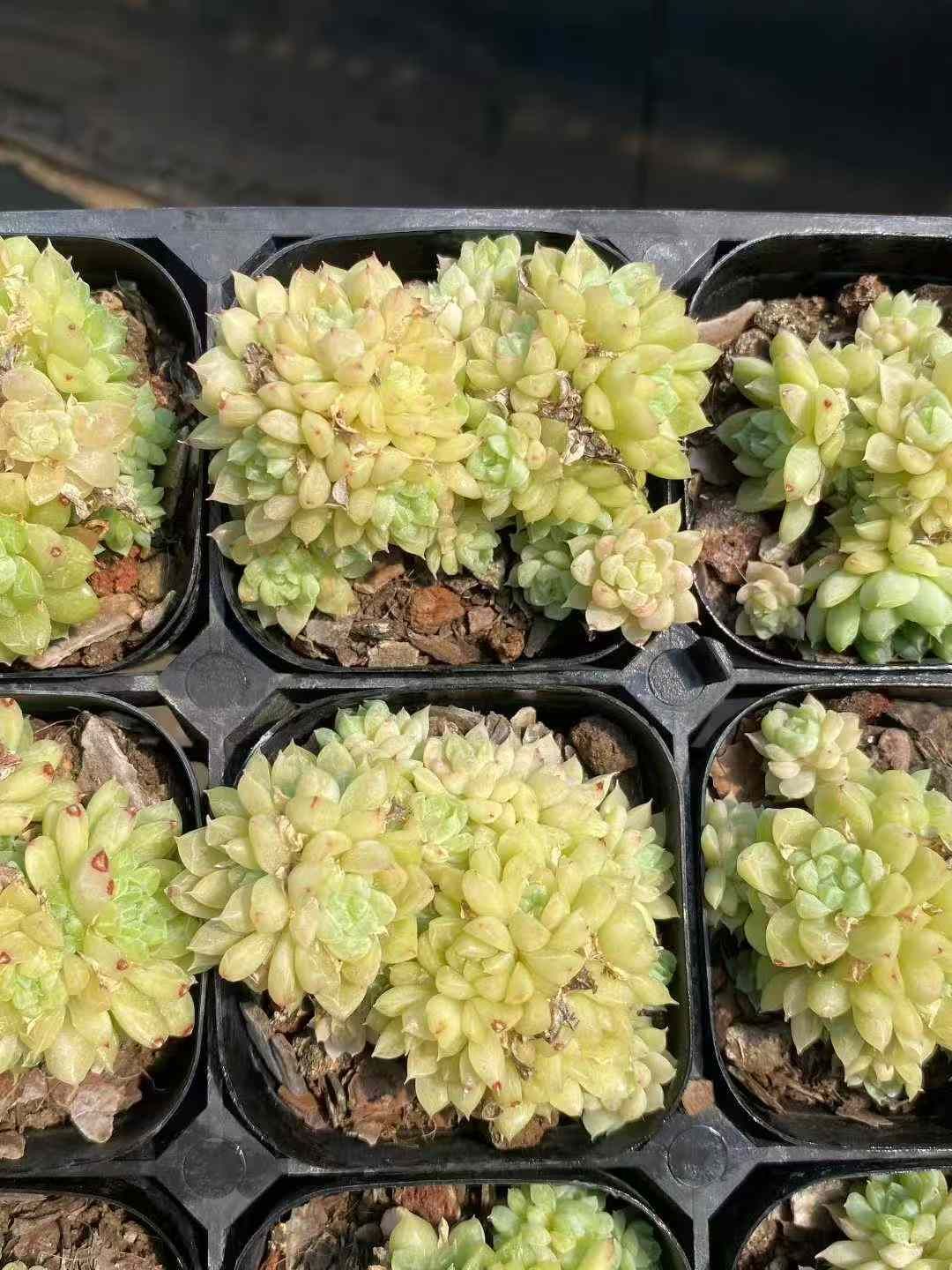 50株×エメラルド 多肉植物 エケベリア セダム アエオニウム グラプトペタルム 韓国苗 寄せ植え MY577