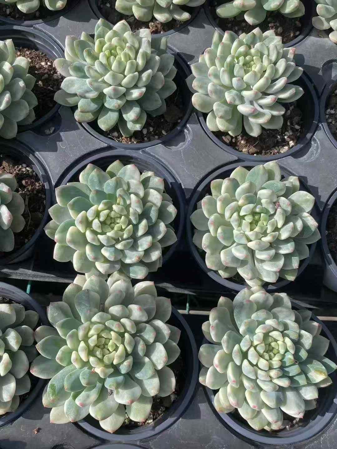 18株×ブルーアップルニシキ 多肉植物 エケベリア セダム アエオニウム グラプトペタルム 韓国苗 寄せ植え MY606 WWW_GEBZETESISAT_COM_TR