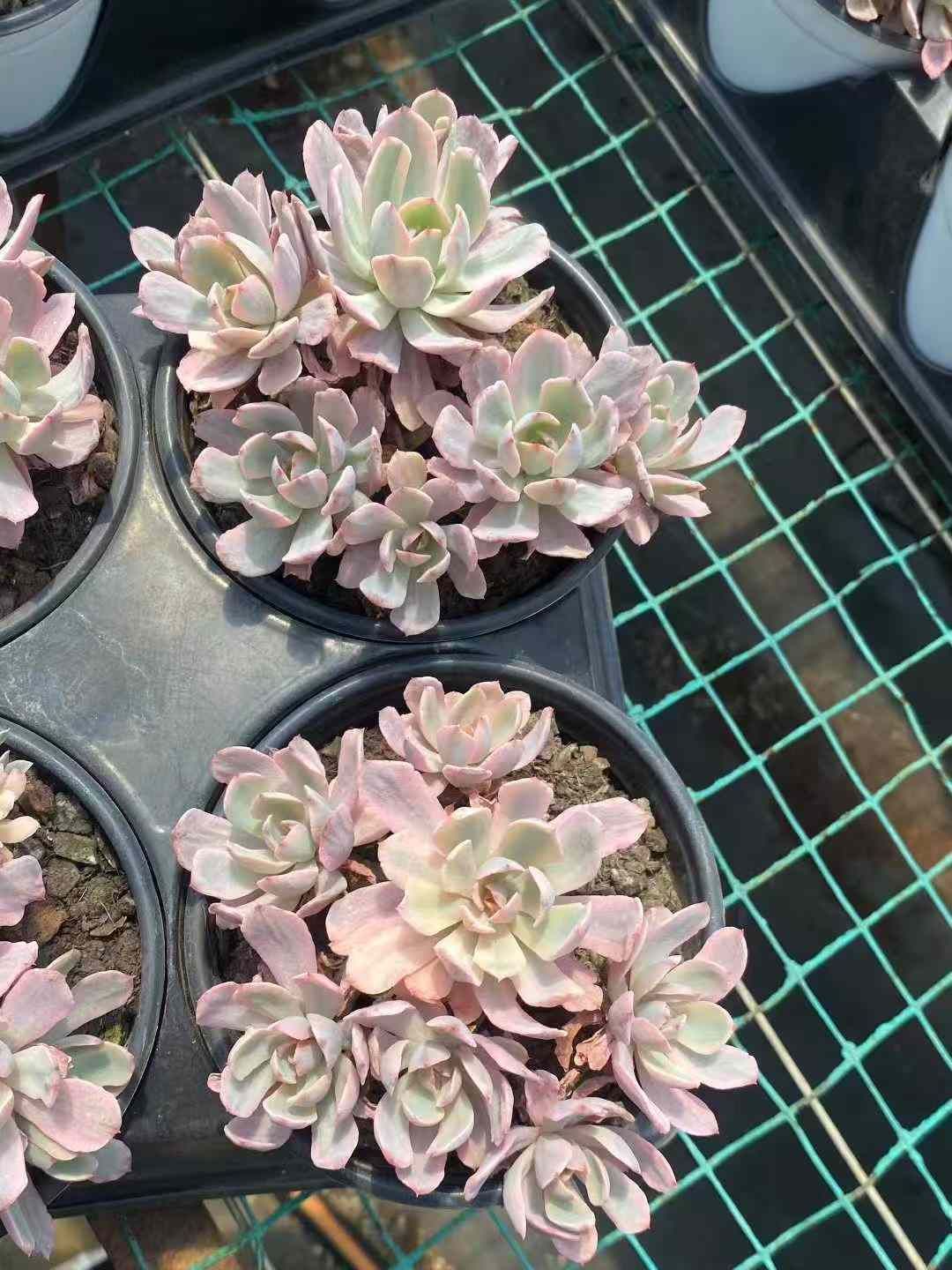 8株×ハナグルマニシキ 多肉植物 エケベリア セダム アエオニウム グラプトペタルム 韓国苗 寄せ植え MY604