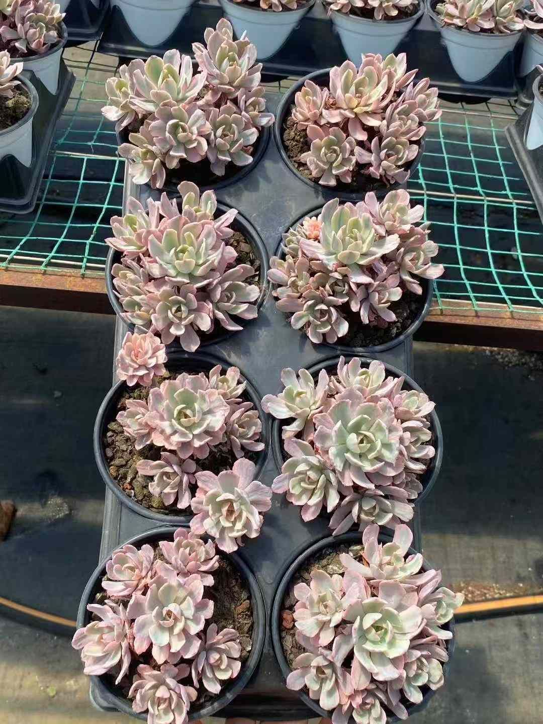 セダム アエオニウム