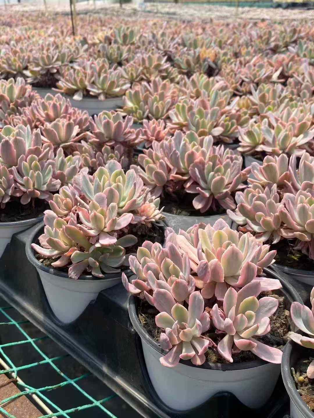 グラプトペタルム