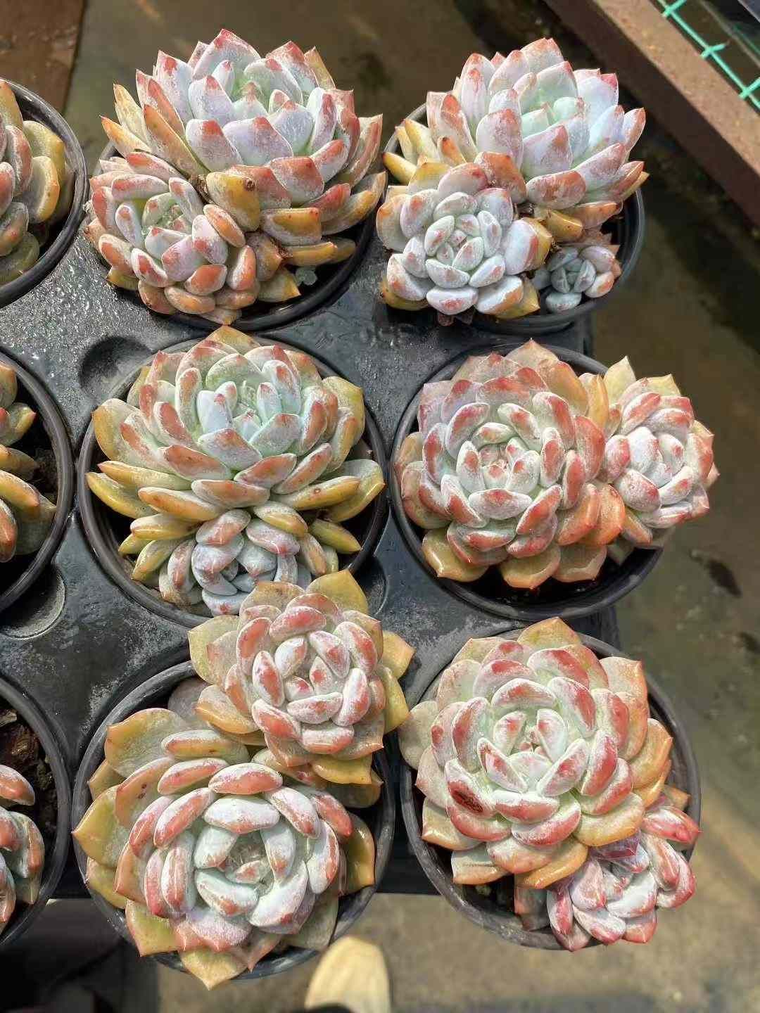 エケベリア・セダム mamirin 18株×マリリン 多肉植物 エケベリア セダム アエオニウム