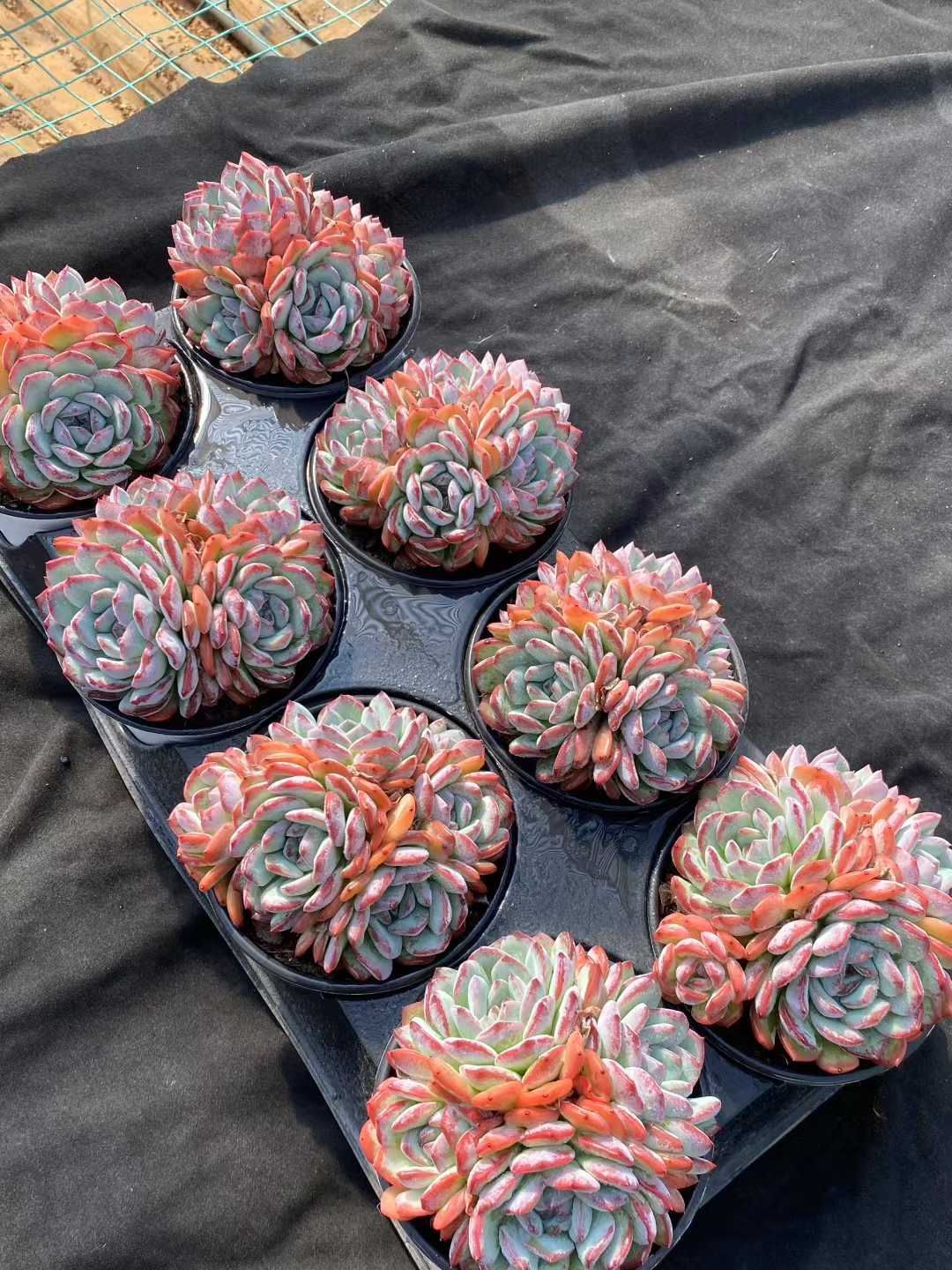 セダム アエオニウム