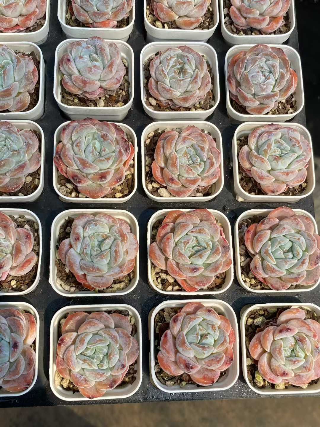 グラプトペタルム