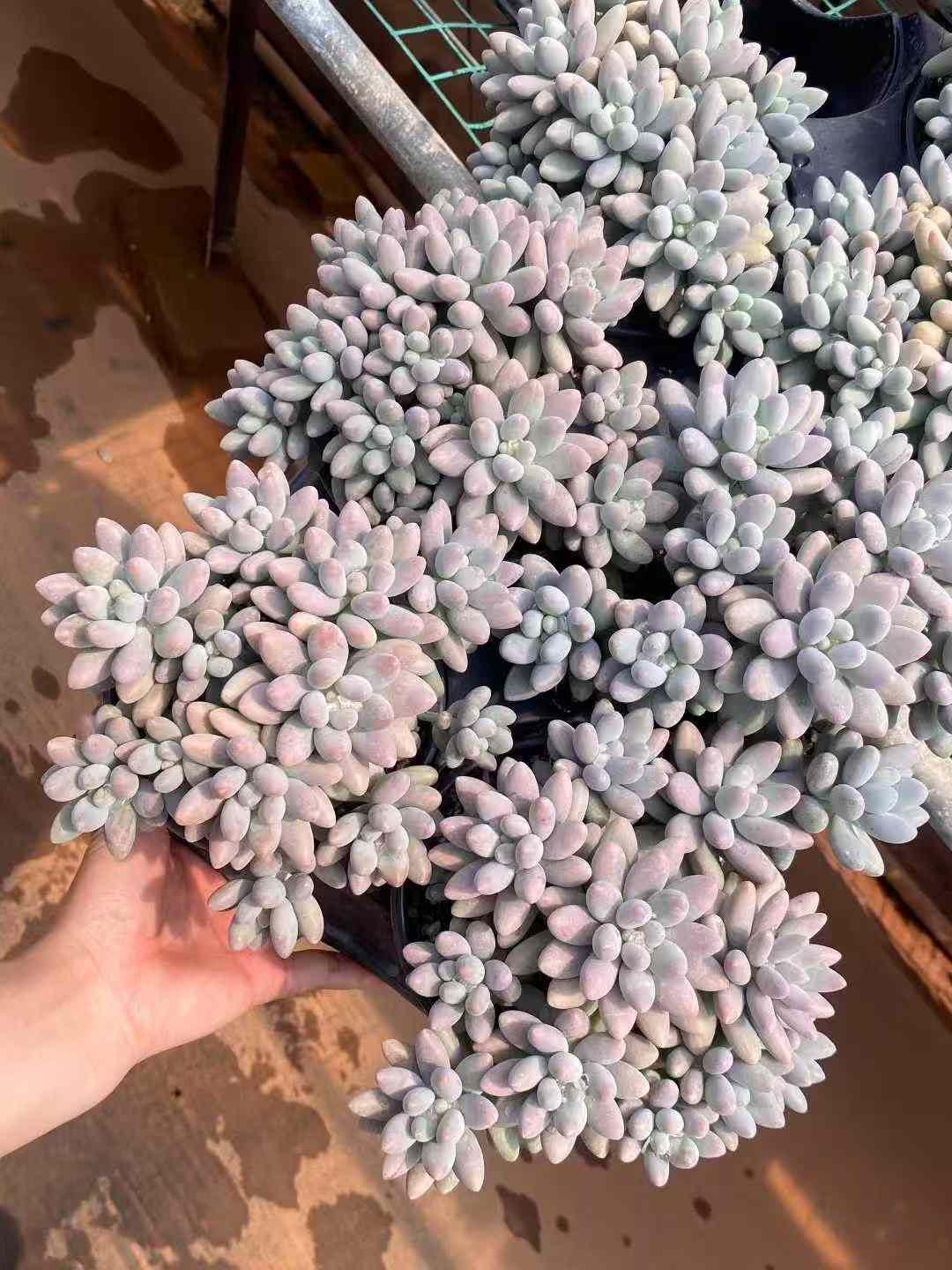  12株×ピンクラバー 多肉植物 エケベリア セダム アエオニウム グラプトペタルム 韓国苗 寄せ植え MY 650 その他多肉植物 観葉植物