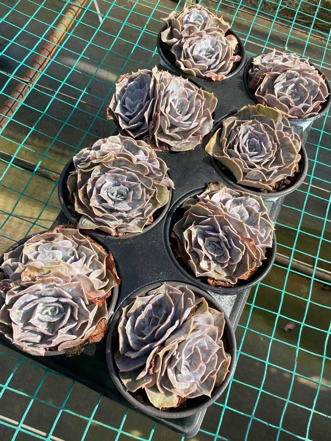 15株×スタールシーナ 多肉植物 エケベリア セダム アエオニウム