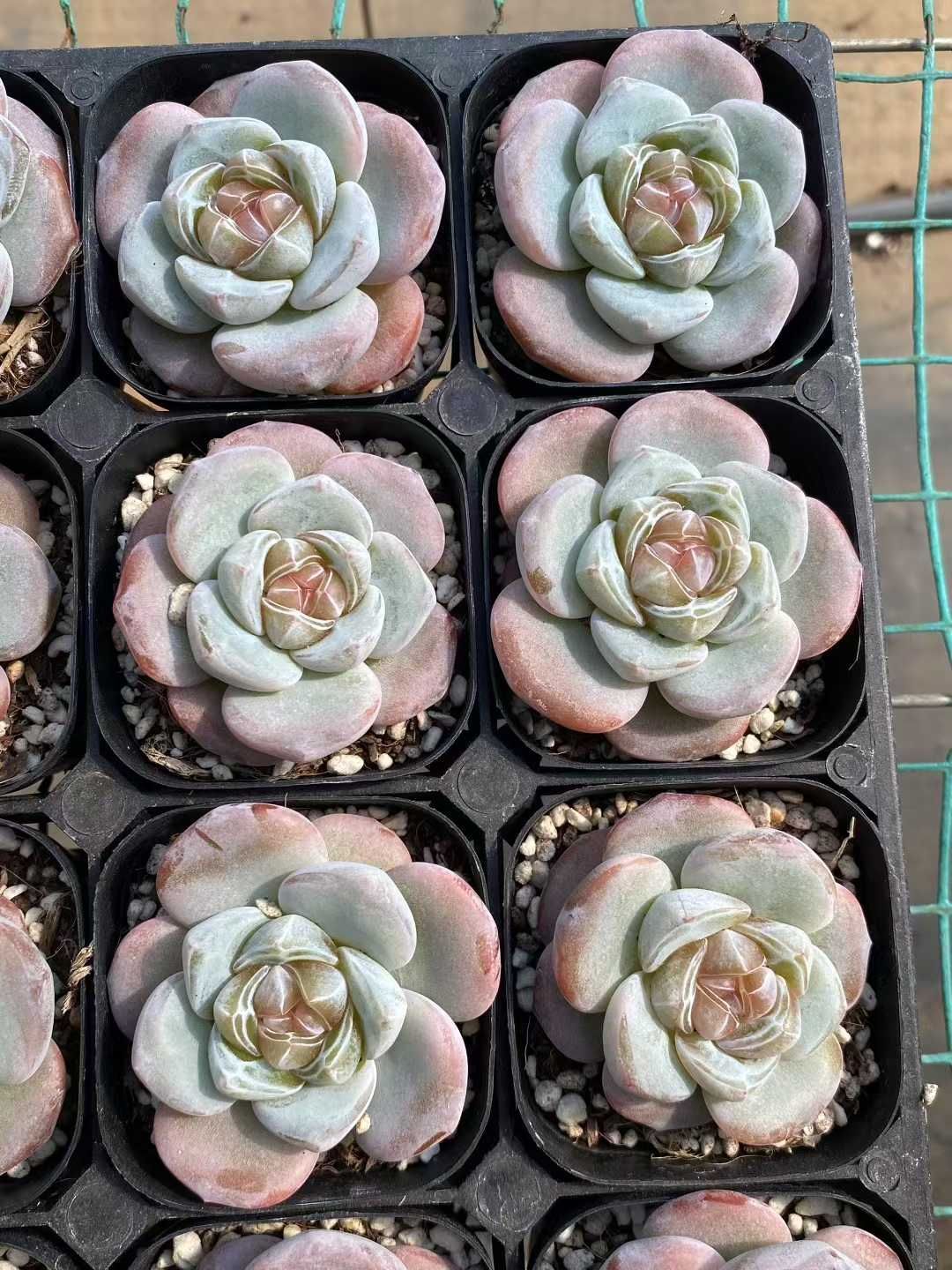 24株×セツジ 多肉植物 エケベリア セダム アエオニウム グラプトペタルム 韓国苗 寄せ植え MY528