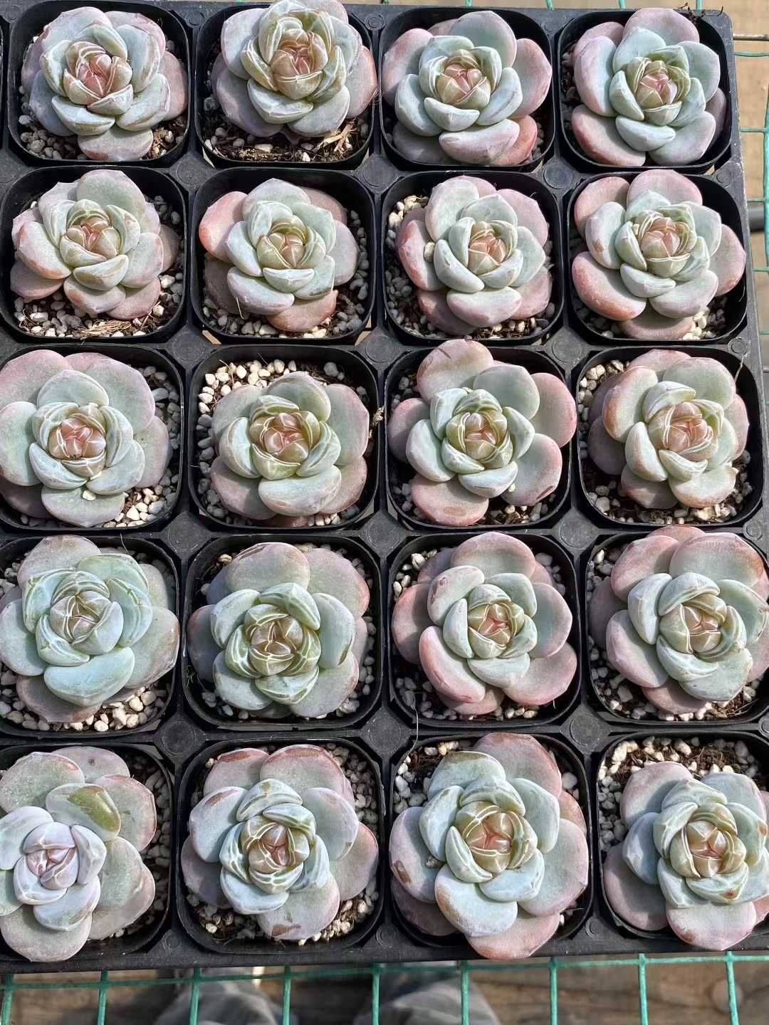 グラプトペタルム 韓国苗