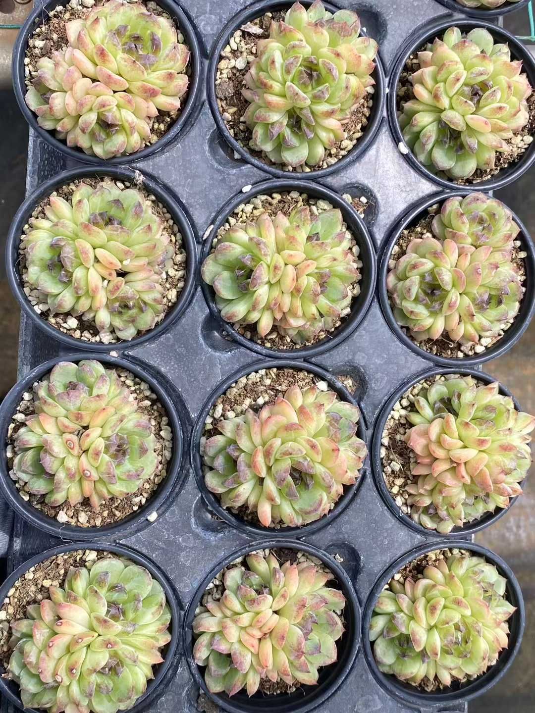 多肉植物 エケベリア