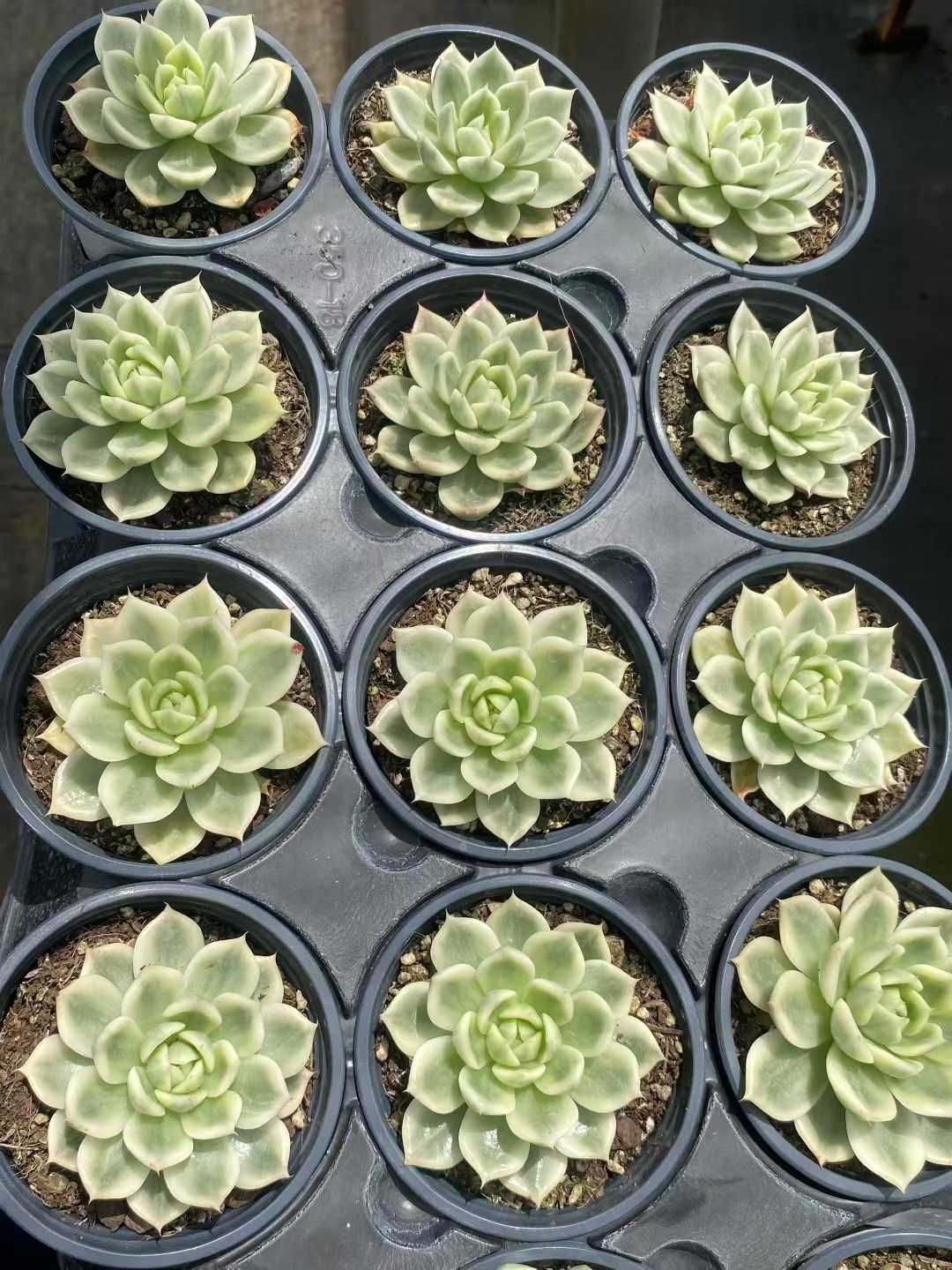 18株×コチョウヒニシキ 多肉植物 エケベリア セダム アエオニウム