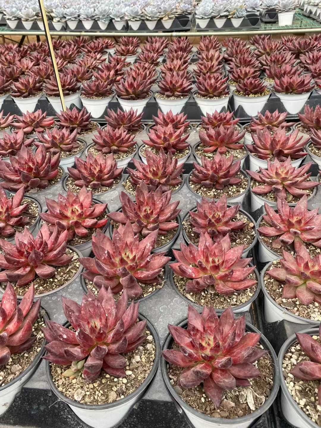 12株×デーモンソウル 多肉植物 エケベリア セダム アエオニウム