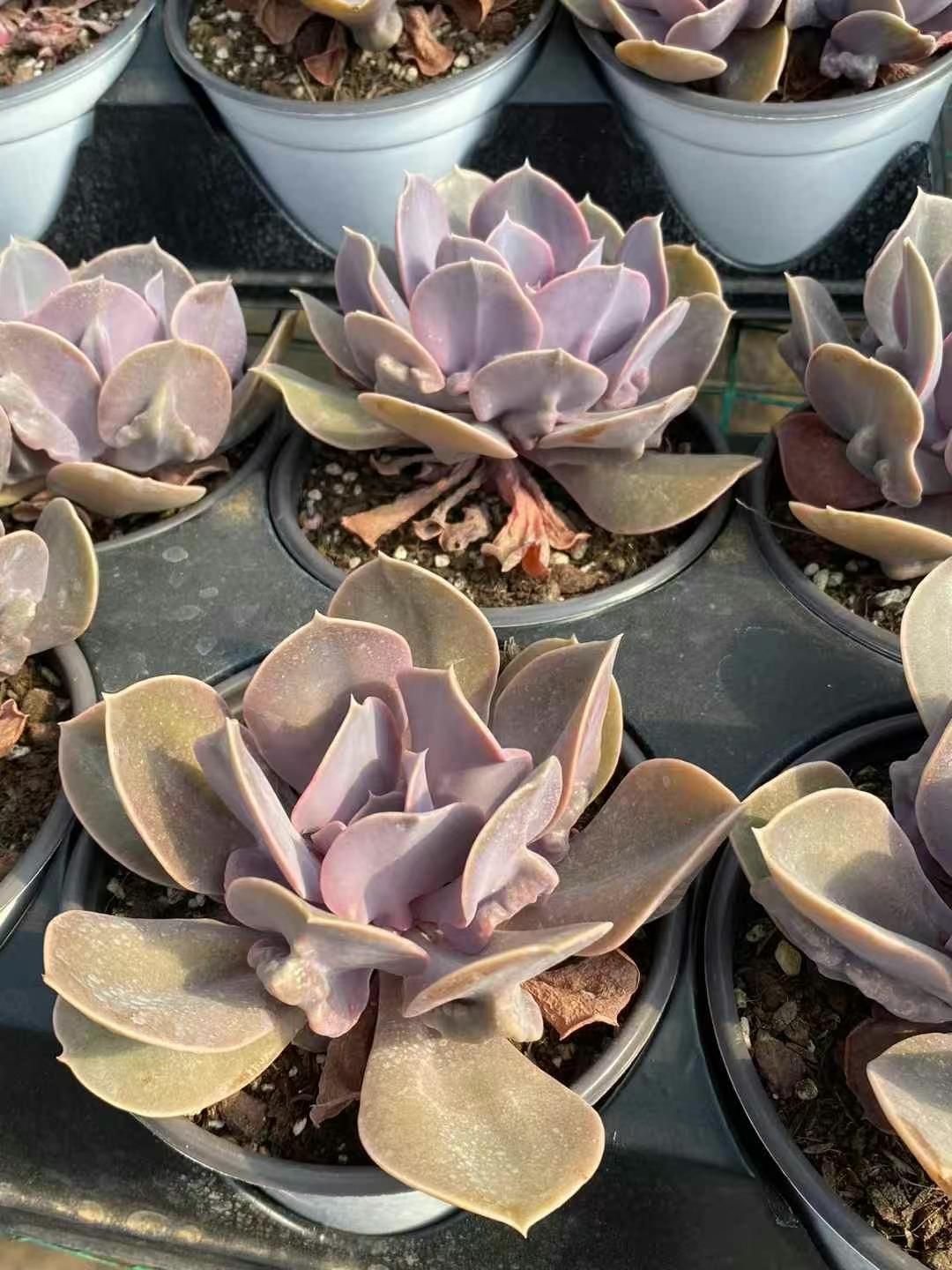 12株×ビルゲイツ 多肉植物 エケベリア セダム アエオニウム