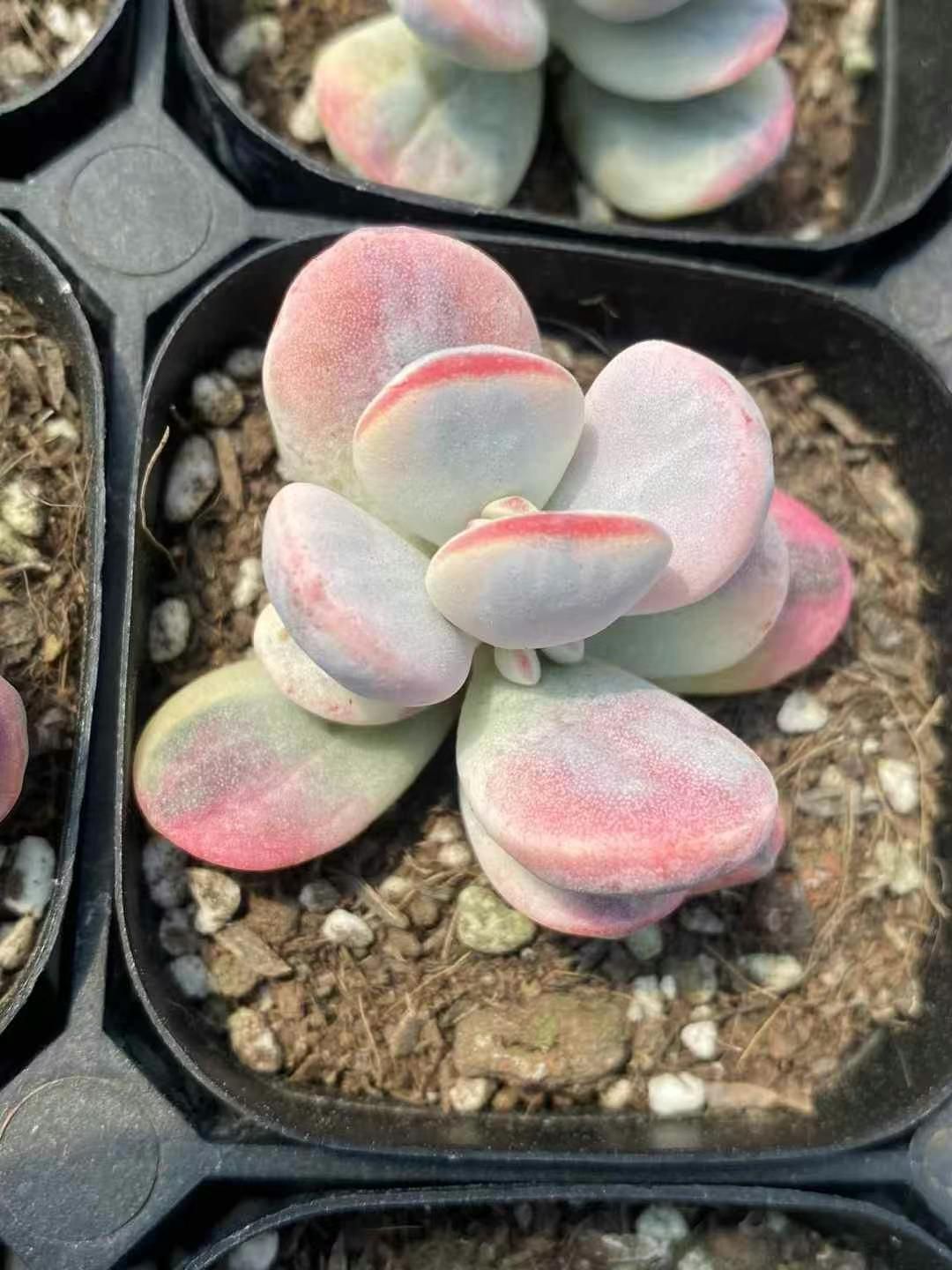 6株×ギョクチョウニシキダイ 多肉植物 エケベリア セダム アエオニウム