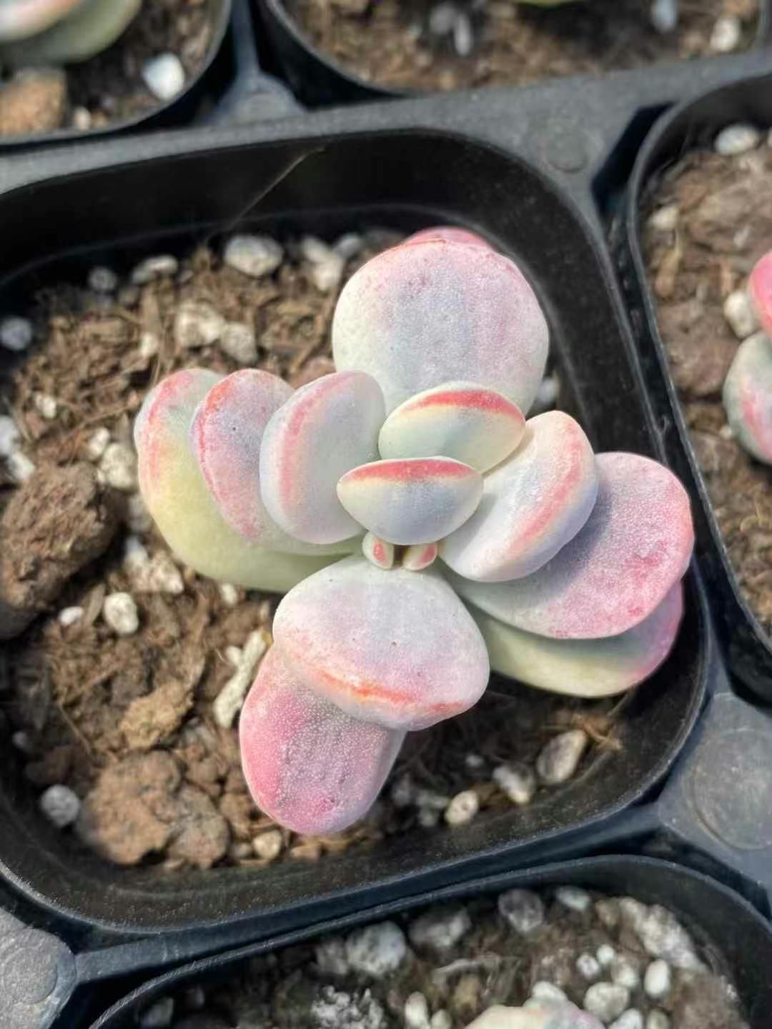 速達付き】Mariri様ご依頼分 多肉 エケベリア ホーリンゼ×沙羅姫牡丹他