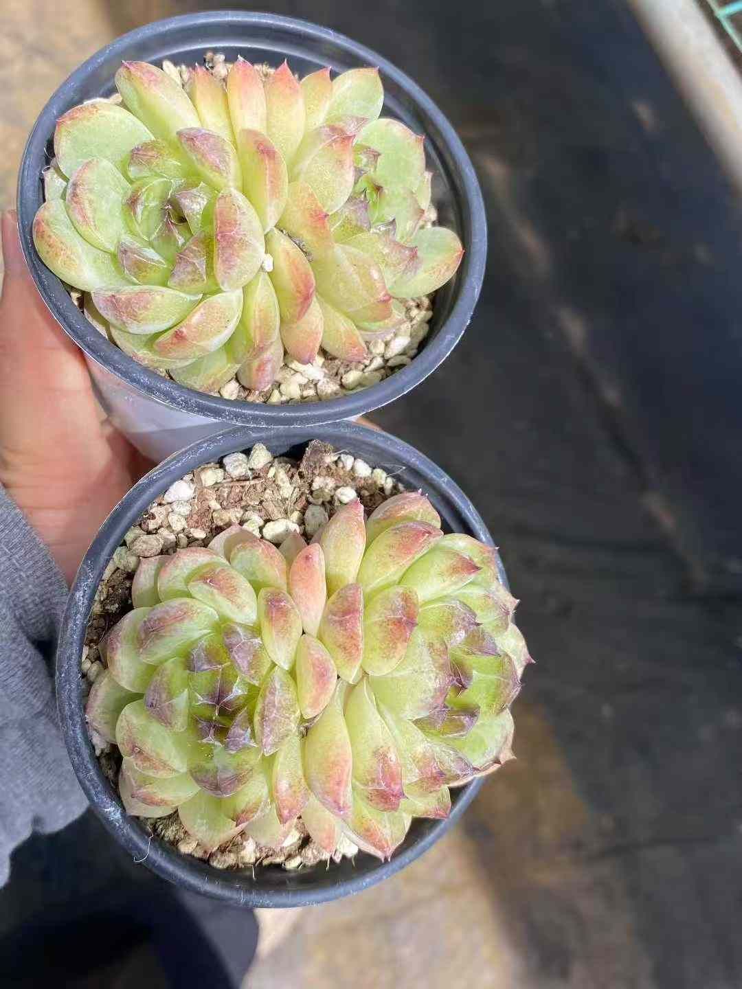 18株×モリ 多肉植物 エケベリア セダム アエオニウム グラプトペタルム 韓国苗 寄せ植え MY667 WWW_GEBZETESISAT_COM_TR