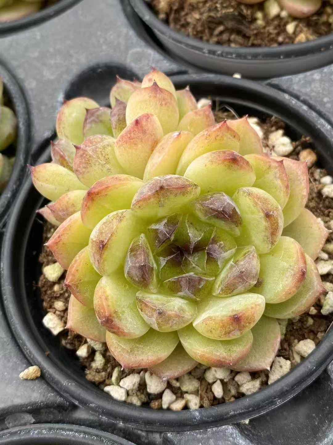 18株×モリ 多肉植物 エケベリア セダム アエオニウム グラプトペタルム 韓国苗 寄せ植え MY667