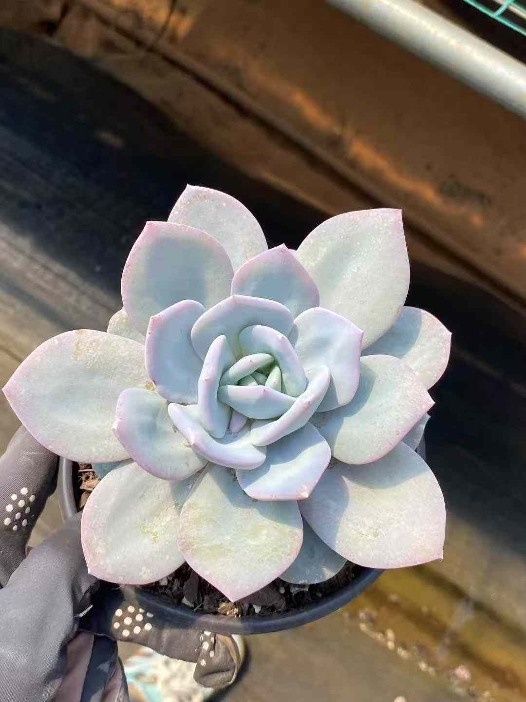 12株×ミルクティー 多肉植物 エケベリア セダム アエオニウム グラプトペタルム 韓国苗 寄せ植え MY669